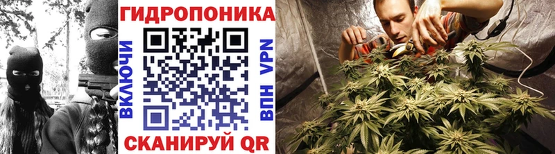 Каннабис планчик  Приволжский 